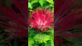 Samanea saman calliandra flowertypes nature views gardenflowers music viralreels subscribe 🐝🦋 [upl. by Eemyaj]