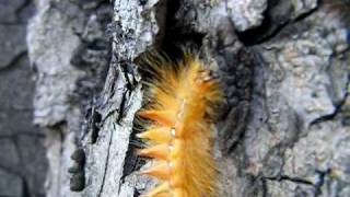 Acronicta aceris la noctuelle de lérable Trocadéro Paris le 03  08  2010 5 [upl. by Columba]