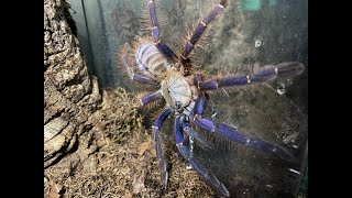 Phormingochilus sp Sabah blue rehouse and care [upl. by Fina449]