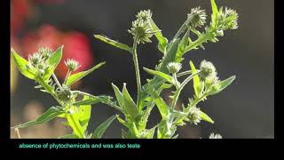 Studies on a Medicinal Plant  Jatropha curcas Leaves It’s Free Radical Scavenging Activity [upl. by Ardnuaek]