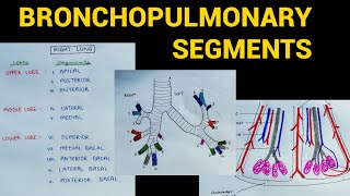 Bronchopulmonary Segments  Lungs Anatomy  EOMS [upl. by Narda]