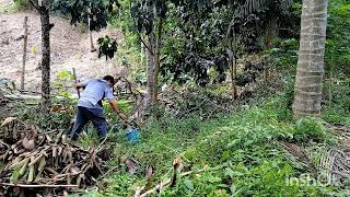 APPLYING FERTILIZER TO LANZONES tree  maitainance sa mga tanim nating prutas [upl. by Queen]