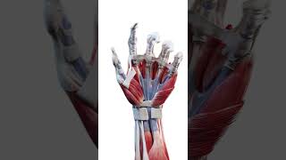 Grasping anatomy of the hand meded anatomy 3dmodel [upl. by Siramaj]