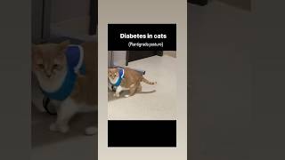 Diabetes In Cat  Plantigrade Posture  Vet drugs [upl. by Peta]