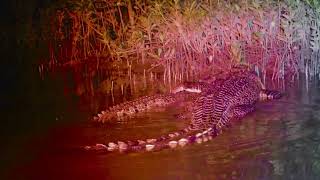 Crocodile courtship and mating bigcrocodile crocodile crocodiles crocodilesmating [upl. by Ahtel]