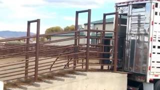 Hauling Cattle Colorado Style [upl. by Fletcher]