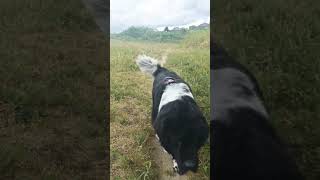 Morning run🐼🐾 landseer newfoundlanddog cute run nature dognewfoundlandandlabrador pies [upl. by Enorahs]