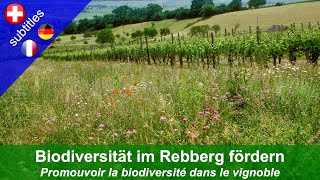 Biodiversität im Rebberg fördern [upl. by Alexia]