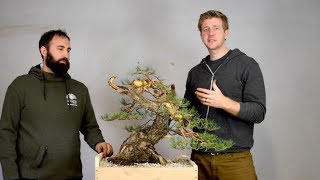 Advanced Bonsai demo Yamadori [upl. by Truk]