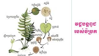 វដ្តបន្តពូជរបស់ប៉ប្រក Fern life cycle [upl. by Arolf]