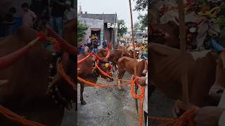 Bail pola bail pola mahotsav पोळा pola [upl. by Alet764]