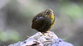 Scalybreasted Wren Babbler [upl. by Thackeray]