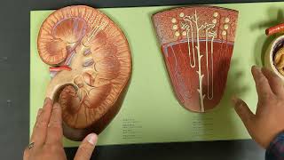 Renal System Blood Flow [upl. by Egidius]