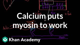 Calcium puts myosin to work  Circulatory system physiology  NCLEXRN  Khan Academy [upl. by Nitniuq589]