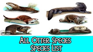 All Otter Species  Species List [upl. by Drogin]