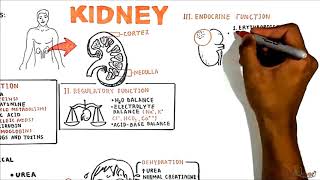 The renal system functions [upl. by Center]