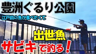 豊洲ぐるり公園でサビキ釣りであの出世魚を釣り年無し黒鯛をランディング！大きくてのそっと釣りあがる江戸前の魚 [upl. by Hanauq]