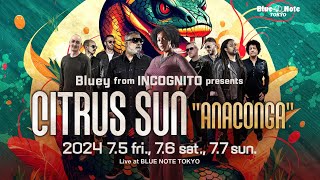 Bluey from INCOGNITO presents CITRUS SUN quotANACONGAquot  BLUE NOTE TOKYO 2024 trailer [upl. by Suiramed]