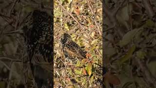 Škorec Sturnus vulgaris [upl. by Nuahsyt]