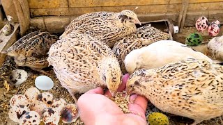 Home Quail Breeding  Quail laying Eggs  quail Farming [upl. by Eolanda]