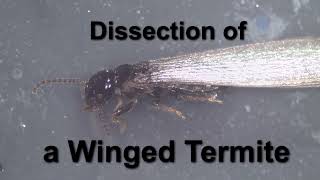 Dissecting a winged termite [upl. by Ithsav]