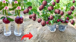 How to grow plum Tree from plum fruit with new idea 100 success using natural rooting hormone [upl. by Kingsbury]