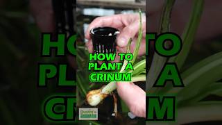 How To Plant A Crinum [upl. by Jamieson]