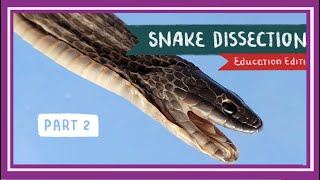 Snake Dissection Part 2 Internal Anatomy  Once Bitten Twice Shy EDU [upl. by Ambros]