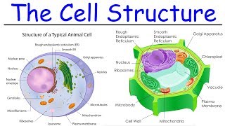 Biology  Intro to Cell Structure  Quick Review [upl. by Nauqat344]