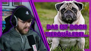 Hunde ZÜCHTEN ist ein PROBLEM  react auf Quarks [upl. by Shreeves]