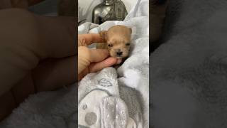 Puppy Newborn VS NOW😃puppy cute newborn puppyvideos puppies shortvideo shorts teacupdogs [upl. by Aiotal224]