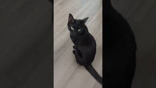 Nox the cat wants attention [upl. by Eelyah]