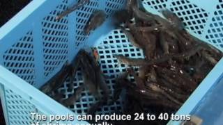 The worlds first Indoor Shrimp Production System ISPS [upl. by Uwkuhceki]