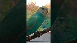 Beautiful Baby Budgie [upl. by Anelis]