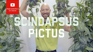 All you need to know about Scindapsus Pictus [upl. by Onibag]