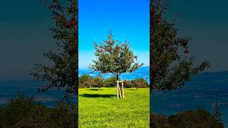 📍Etzel Switzerland 🇨🇭INmedia22 YouTube shorts love nature video viralvideo youtube [upl. by Reibaj]