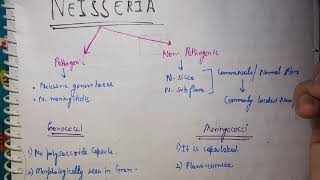 Neisseria Microbiology [upl. by Natanoy]