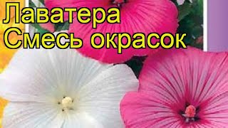 Лаватера Смесь окрасок Краткий обзор описание характеристик lavatera trimestris Smes okrasok [upl. by Moseley]