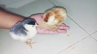 chicks of tiger hen in our farm baby chicks chicksfeed chicken chickentypes hen chickenbreed [upl. by Gill]