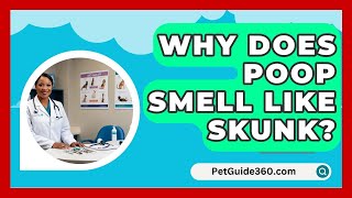 Why Does Poop Smell Like Skunk  PetGuide360com [upl. by Izmar]