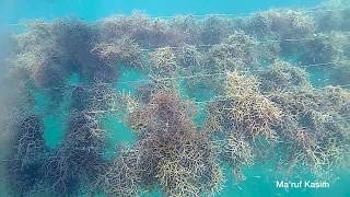 budidaya rumput laut di Pantai Lakeba Kota Baubau Sulawesi Tenggara Indonesia [upl. by Erida501]