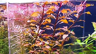 Red Plant for your Aquarium Red Ludwigia Palustris [upl. by Obara314]