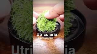 Mini grassland terrarium in a plastic container shorts [upl. by Lanti]