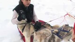 Balades en chiens de traineaux à Orbey Alsace [upl. by Evaleen]