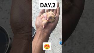 🥰day 2 bebis 😍youtube sorts trending 🕊️ [upl. by Neret]