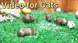 Cat and Mouse TV  Videos for Cats to Watch Mice [upl. by Wenger]