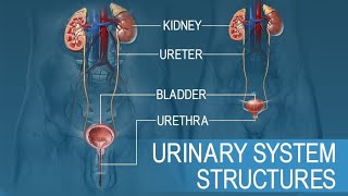 Urinary System Anatomy I How is urine produced in the human body l [upl. by Odrarej]