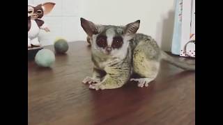 Funny bush babies galago play with balls [upl. by Ytinirt]