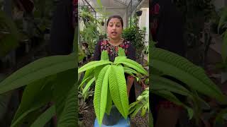 Syzygium jiewhoei 💚 nature indoorgardens shorts plants [upl. by Neehar23]