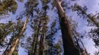 AUSTRALIA TIERRA DE LOROS NEGROS DOCUMENTAL [upl. by Marshal]